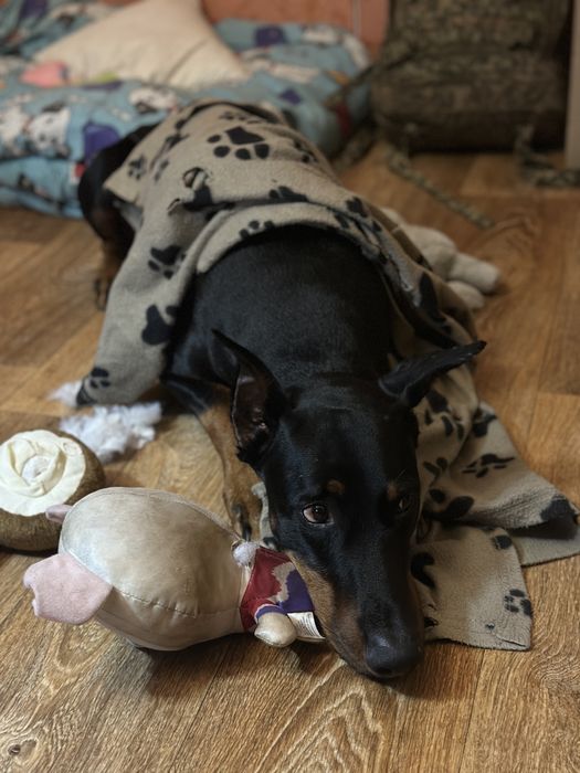 Предлагается доберман для вязки