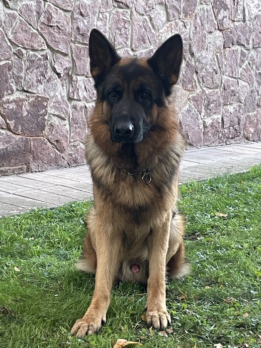 Пропонується для вʼязки кобель німецькоі вівчарки