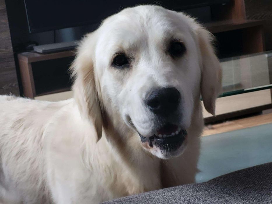 Golden retriever zkwp fci  w typie  Amerykańskim