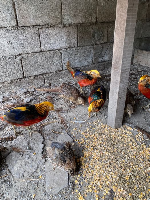 Faisãos dourados