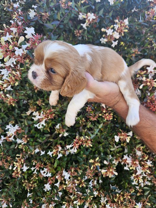 King Charles Cavalier