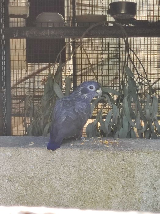 Pionus Fuscus Macho