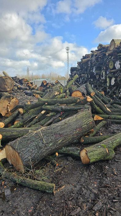 Topola w kłodach drewno opałowe
