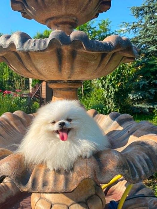 Szpic miniaturowy pomeranian malutki samczyk