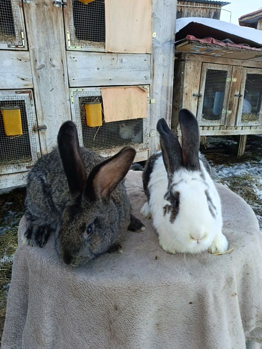 Króliki, samce, mieszańce