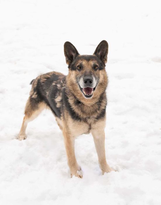 BARYCZ ułożony, spokojny psiak w typie owczarka prosi o dom 9l.28kg