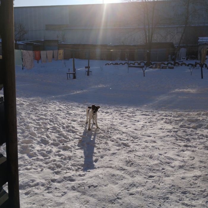 Отдам в хорошие руки