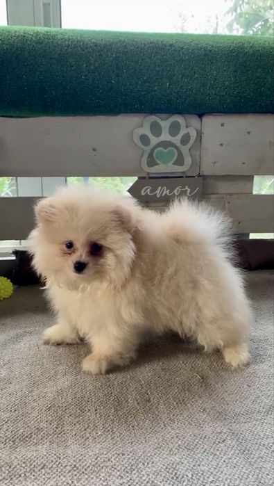 Spitz anão Macho