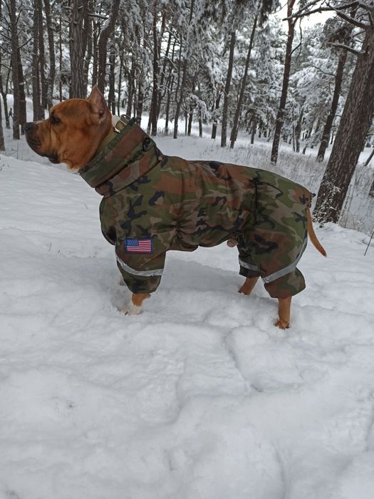 Американский стаффордширский терьер. Вязка.