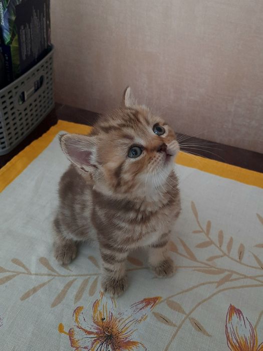 Висловухі шотландські кошенята