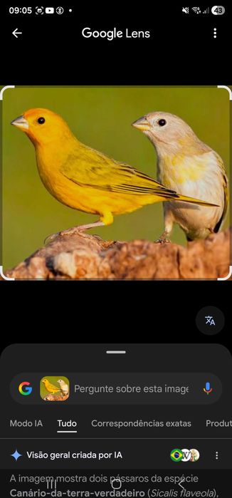 Casal de Azulão da fauna brasileira