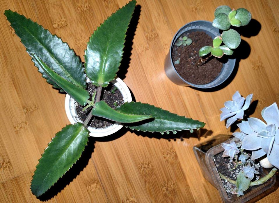 Комнатные цветы: педилантус, молочай,плектрантус