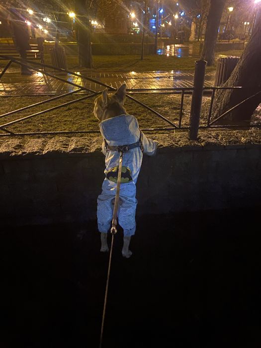 Французький красень шукає наречену