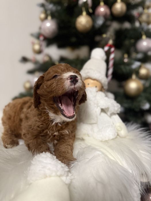 Cavapoo chłopak DO ODBIORU
