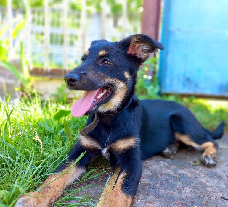 Цуценя безкоштовно