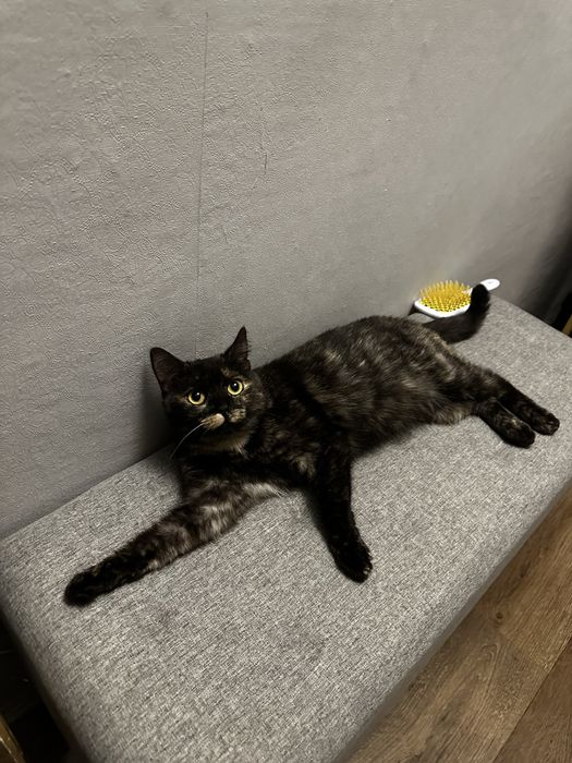 Молода лагідна кішка кішечка черепашка кошеня до року шукає родину