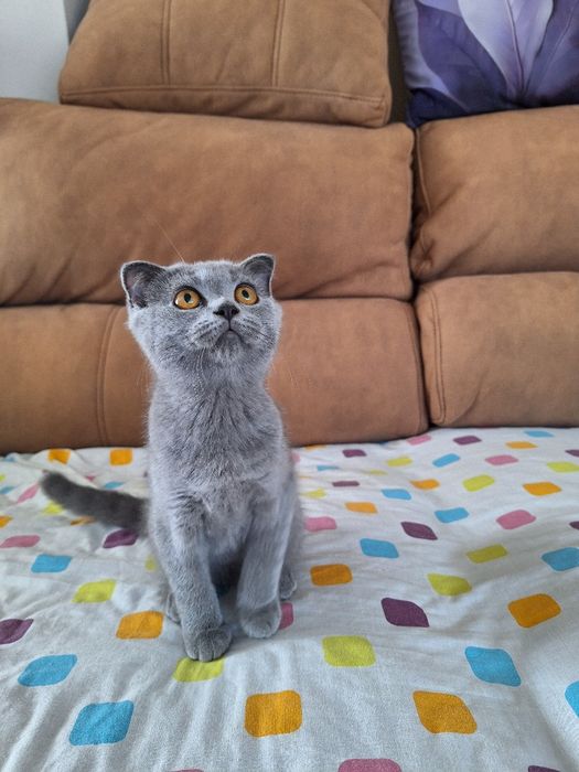 scottish fold fêmea blue