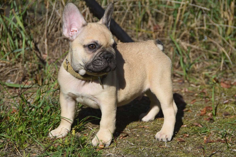 Buldog Francuski FCI