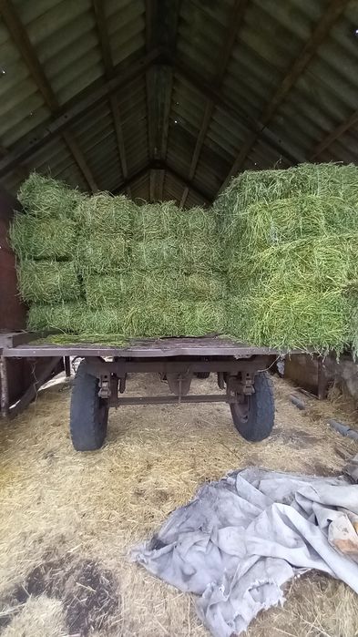 Продам срочно чюдову люцерку