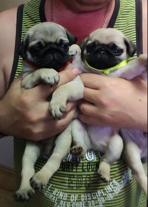 Щенок Мопс продам