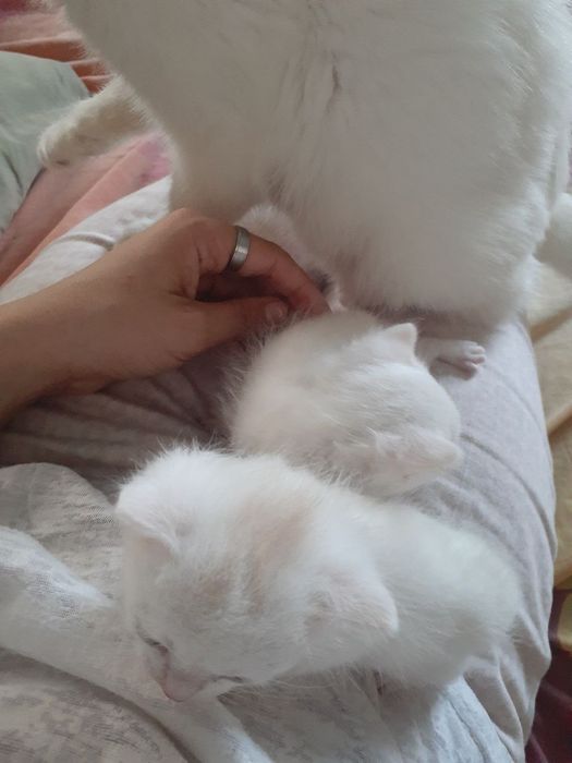 Отдам двоих котят девочек