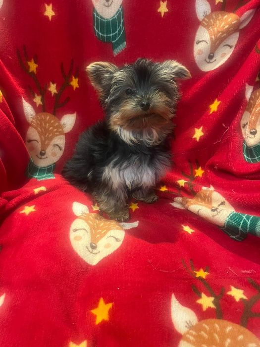 Yorkshire terrier - piesek