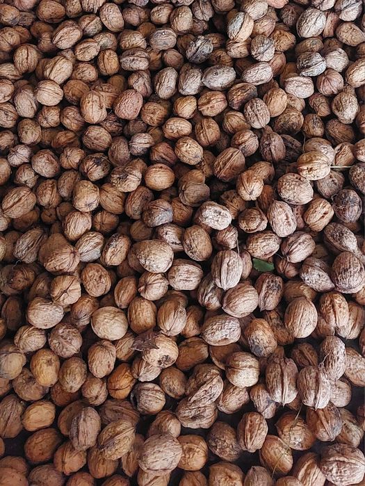 Nozes com casca _ 2,5€ / kg