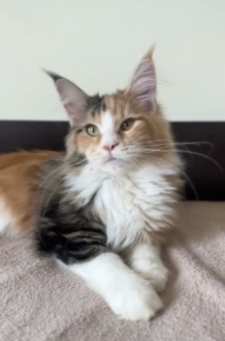 Мейн кун дівчинка з документами. 3