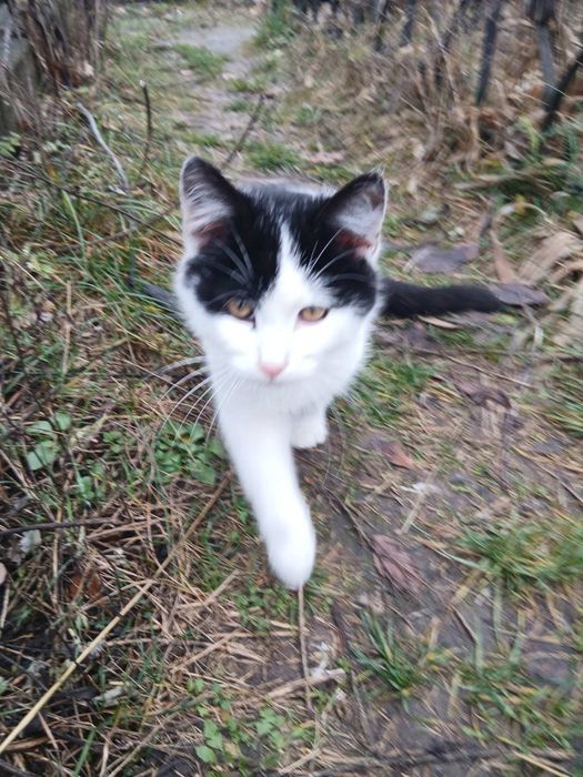 Кошеня в надійні руки