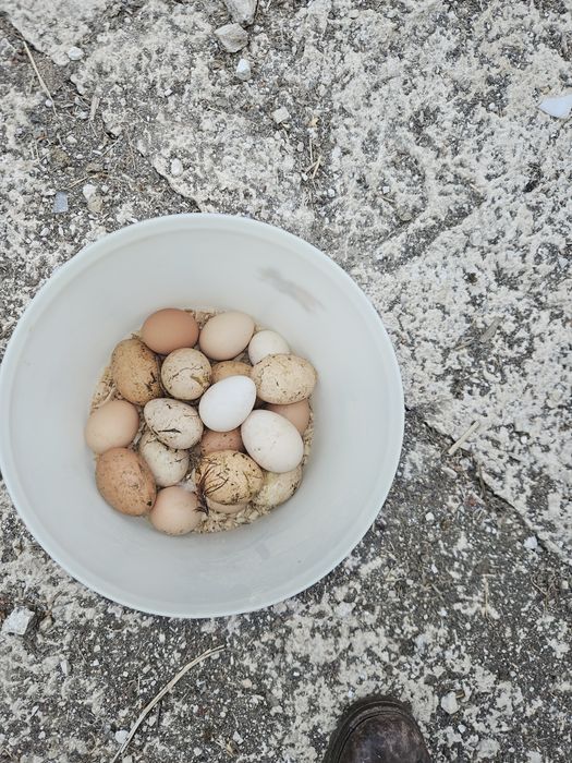 Ovos caseiros para venda