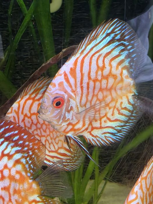 Discus Pigeon Red Stone