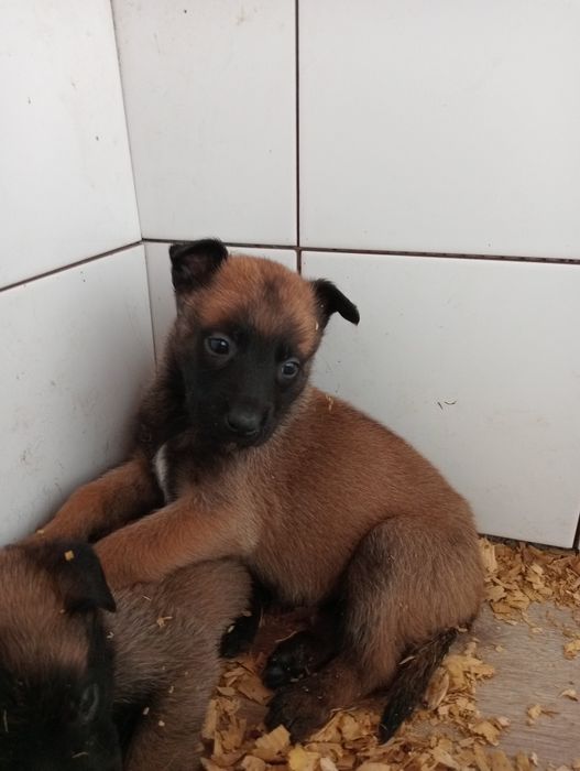 Pastor belga malinois