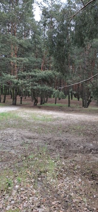Продам земельну ділянку  біля соснового лісу та озера 3 занасип
