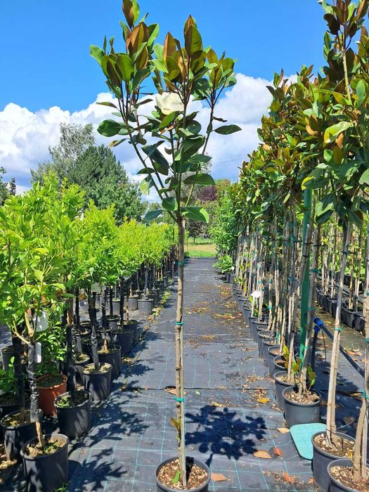 Magnolia Grandiflora Zimozielona na pniu 2m-2.4m