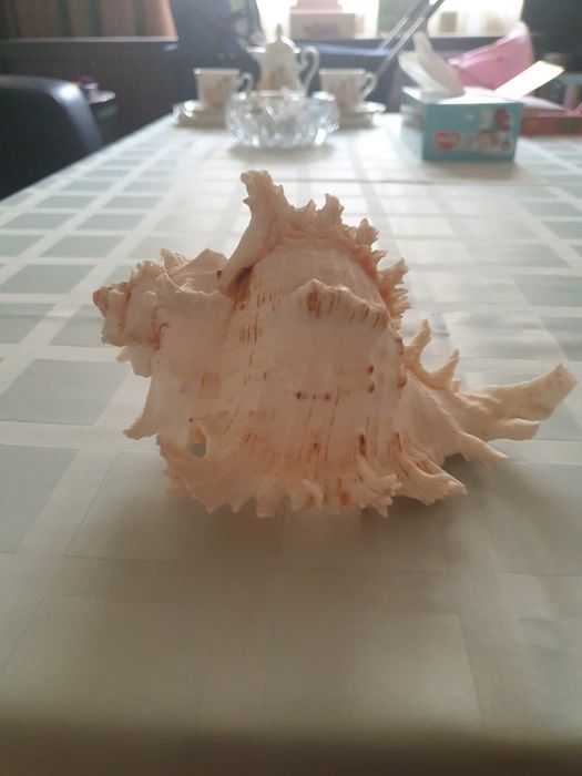 Ракушки морские. Большие.