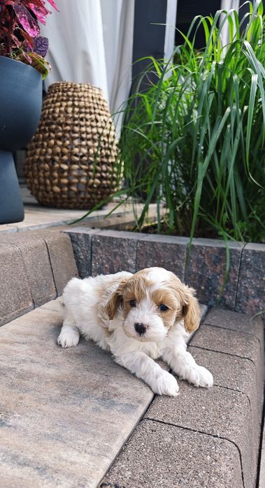 **Cavapoo**cudowny piesek !