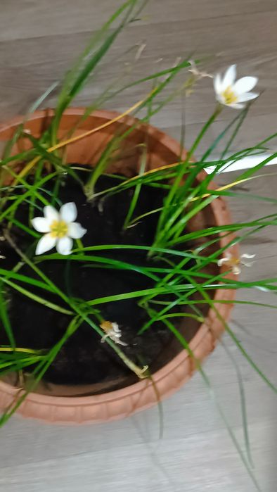 Вазон зефірантеса