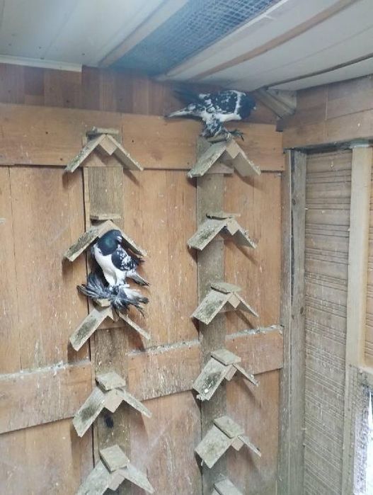 Sprzedam kaczki i kaczory i golebie i króliki kroliki