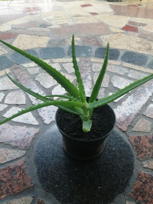 Aloes kwiat leczniczy