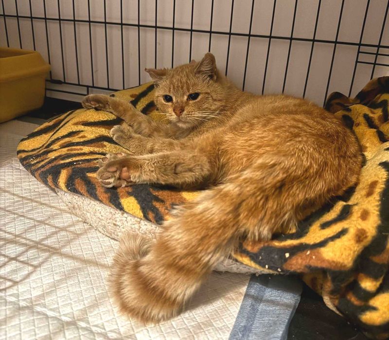 Alex – Rudy miziak szuka kochającego domu!