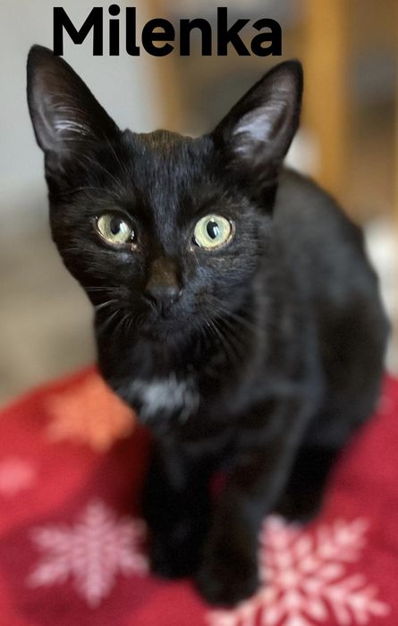 Cudna Milenka błaga o szansę o dom