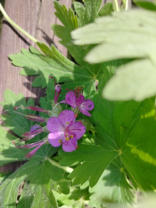Bodziszek geranium bodziszki ogrodowe