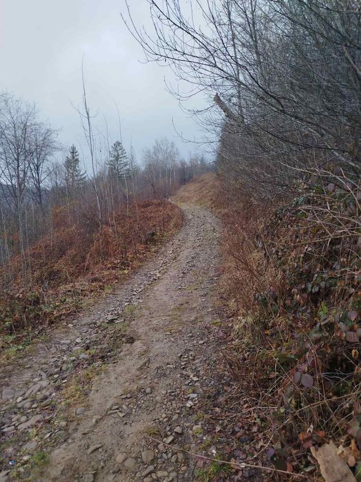 Будинок в Карпатах