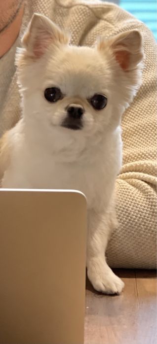 Вʼязка чіхуахуа. Довгошерстний чіхуахуа шукає наречену (вʼязка)