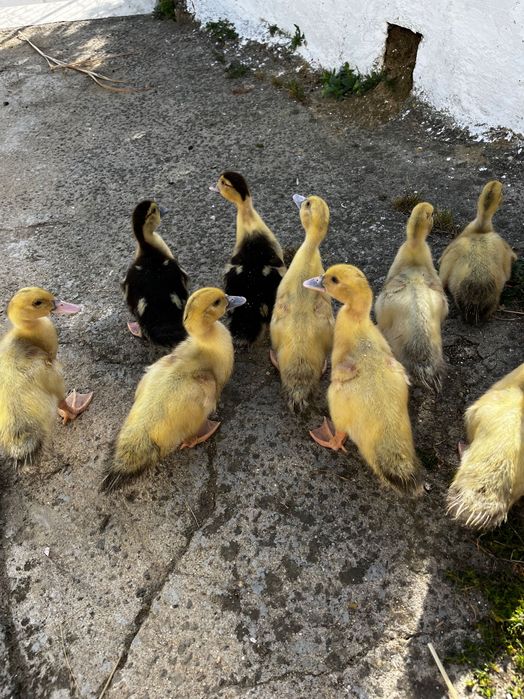 Patos, Patos Mudos, ovos de galinha e peru.