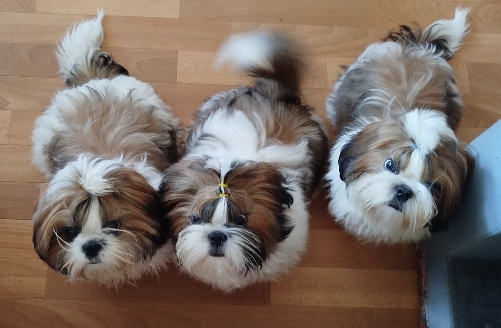 Цуценя ши-тцу shih-tzu