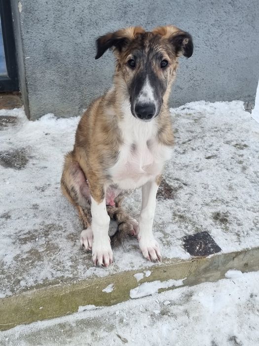 Цуценята псової борзої