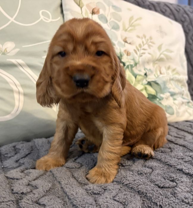Cocker Spaniel Angielski - piesek