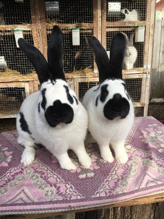 Кролики кролі породи : Німецький Строкатий Велетелетень (Строкач,НСВ)