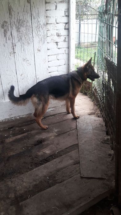 Продам німецьку вівчарку дівчинку